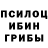 Псилоцибиновые грибы мицелий Finley Ellis